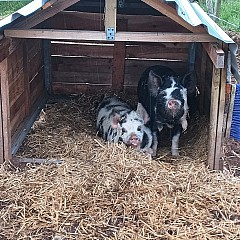 Pigs 01