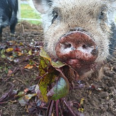 Pigs 02