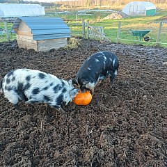 Pigs 05