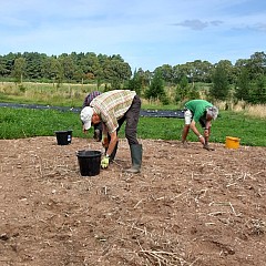 Stone Picking And New Field 01