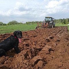 Stone Picking And New Field 03