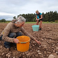 Stone Picking And New Field 06