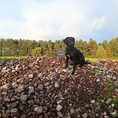 Stone Picking And New Field 09