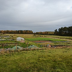 Stone Picking And New Field 11