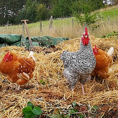 Chickens enjoying compost heap
